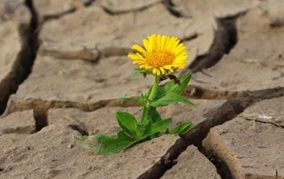 Over leven en overleven