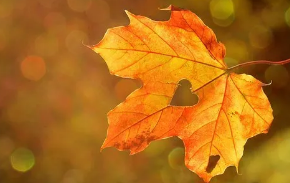 'Nu even niet, want het is herfst'